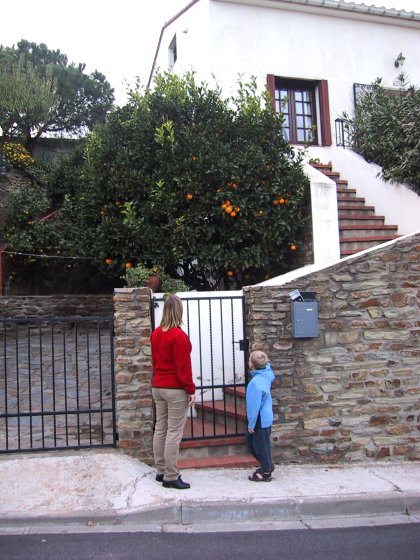 Karalee and Allen Examine An Orange Tree